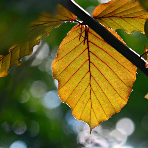 问鼎娱乐博彩牌照